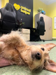 centrala-Animal-Helper-10