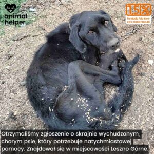 przykłady zgłoszeń (12)