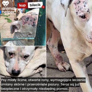 przykłady zgłoszeń (15)